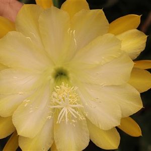 Yellow it is