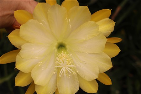 Yellow it is
