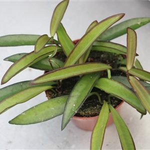 Hoya wayetii 9cm container, EU only