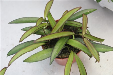 Hoya wayetii 9cm container, EU only