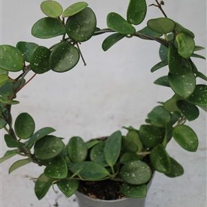 Hoya cv Mathilde at bow, 12cm container, EU only