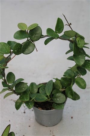 Hoya cv Mathilde at bow, 12cm container, EU only