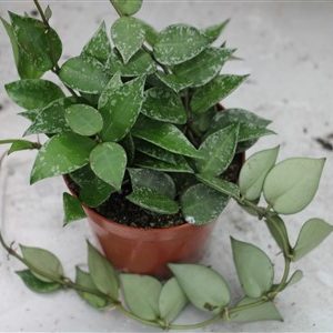 Hoya krohniana ‘Splash’ 9cm container