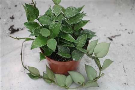 Hoya krohniana ‘Splash’ 9cm container