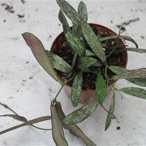Hoya sigitalis in 7cm container