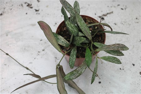 Hoya sigitalis in 7cm container