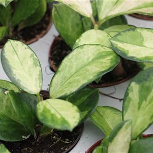 Hoya australis Lisa in 7cm container