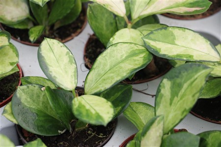 Hoya australis Lisa in 7cm container