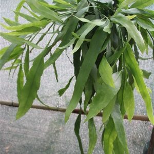 large plant: Epiphyllum pumilum- EU only