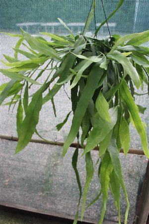 large plant: Epiphyllum pumilum- EU only