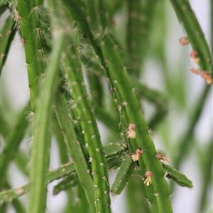 Rhipsalis flaggelliformis, unrooted cuttings