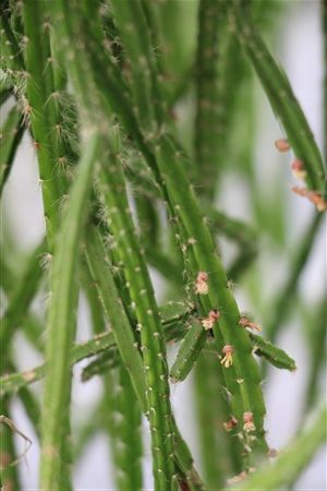 Rhipsalis flaggelliformis,  unrooted cuttings