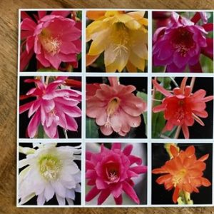 9 magnets with Epiphyllum hybrids Curt Knebel