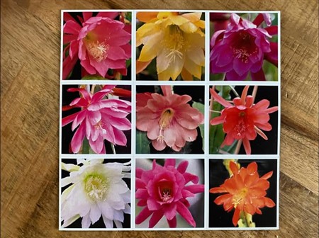 9 magnets with Epiphyllum hybrids Curt Knebel