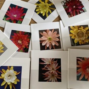 10 folded cards with Epiphyllum photograph + enveloppe