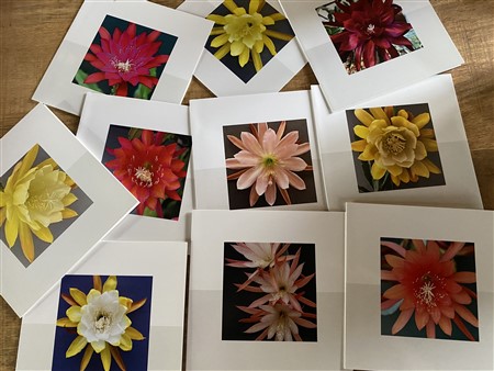10 folded cards with Epiphyllum photograph + enveloppe