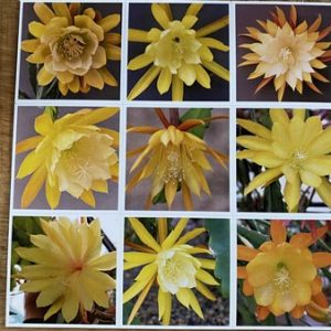 9 magnets with Epiphyllum hybrid yellow