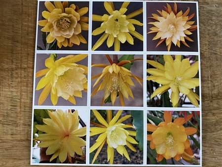 9 magnets with Epiphyllum hybrid yellow