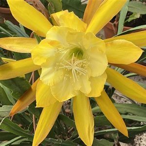 Royal Yellow