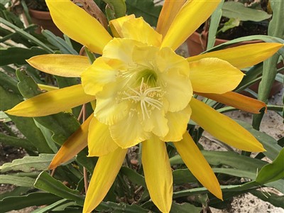 Royal Yellow