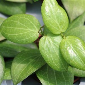 Hoya fitchii