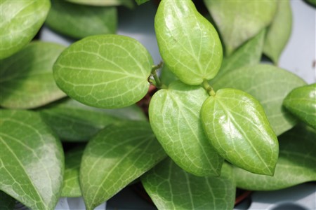 Hoya fitchii