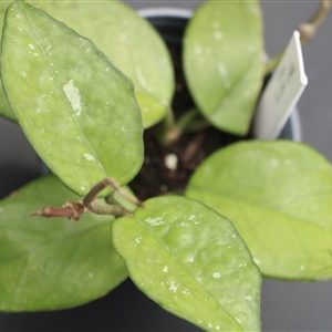 Hoya ‘Freckled Splash’