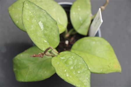 Hoya ‘Freckled Splash’