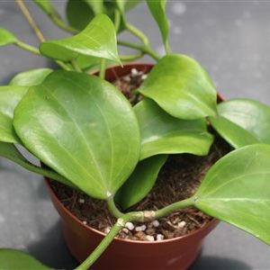 Hoya quinqernervia