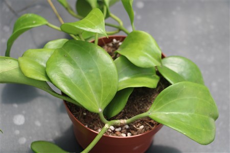 Hoya quinqernervia