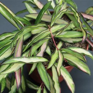 Hoya wayetii variegated