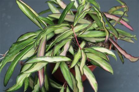 Hoya wayetii variegated