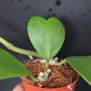 Hoya kerri
