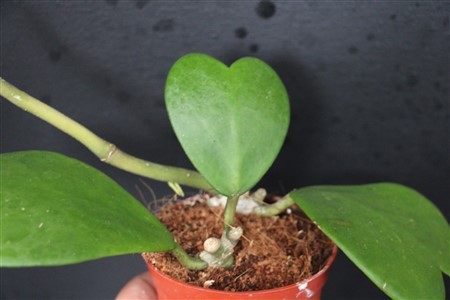 Hoya kerri
