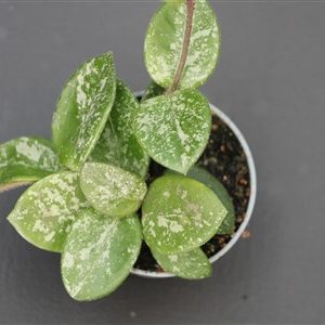 Hoya ‘Mathilde’
