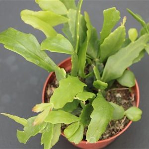 Rhipsalis goebeliana EU only
