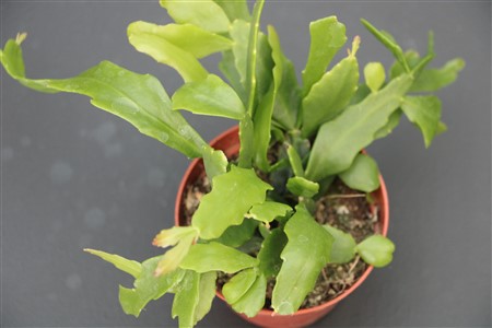 Rhipsalis goebeliana EU only