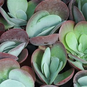 Kalanchoe thyrsifolia