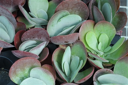 Kalanchoe thyrsifolia