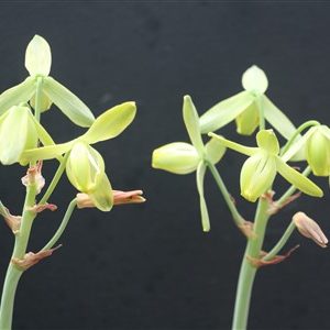 Albucca spiralis ‘Frizzle Zissle’