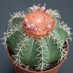 Melocactus matanzanus