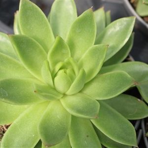 Echeveria agavoides