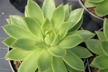 Echeveria agavoides