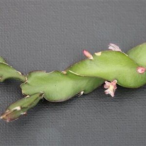Lepismium cruciforme spiralis