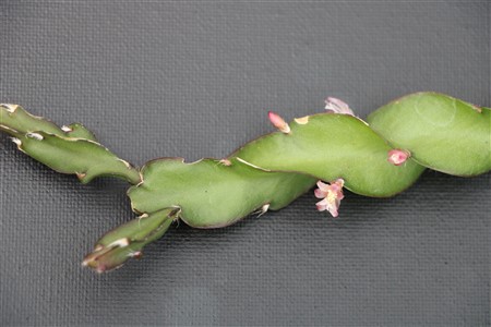 Lepismium cruciforme spiralis