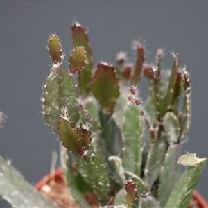 Rhipsalis agudoensis
