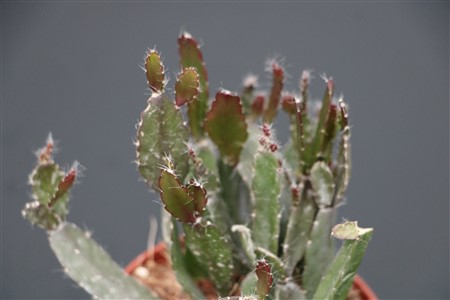 Rhipsalis agudoensis