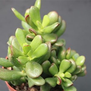 Crassula obovata ‘Gandalf’