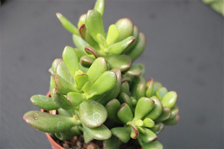 Crassula obovata ‘Gandalf’