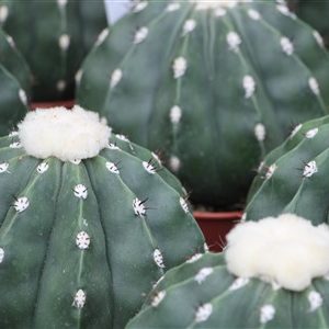 Melocactus maxonii inermis